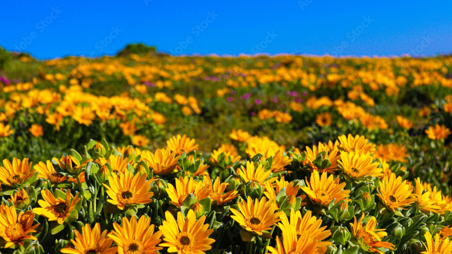 Kliphoek River Resort and Camping in Velddrif - Specials